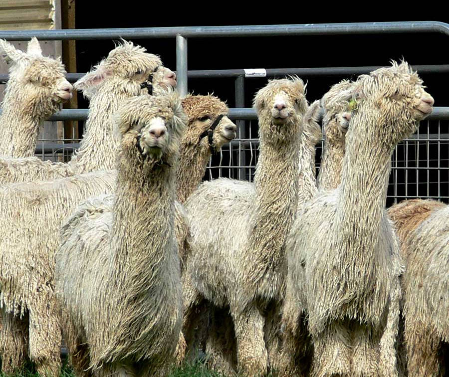 Suri Simply Stunning | Suri Alpaca | Suri Fiber | Suri Info